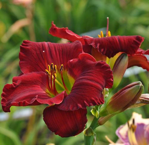 Picture of A Thousand Kisses Deep